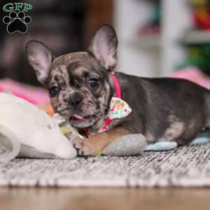 Chelsie, French Bulldog Puppy